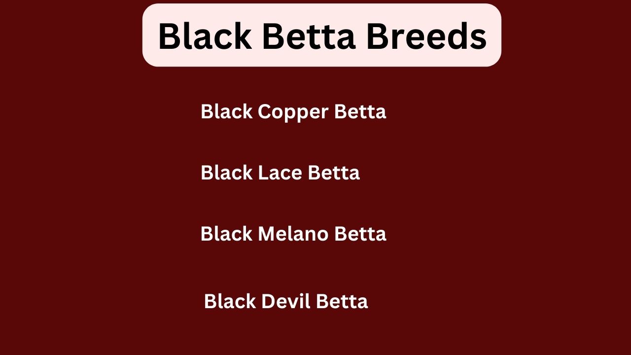 Black Betta Fish Care