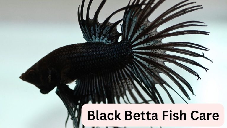 Black Betta Fish Care