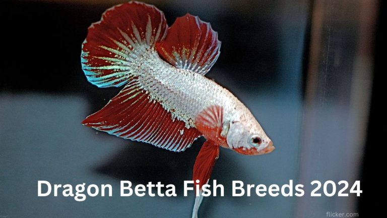 Dragon Betta Fish Breeds