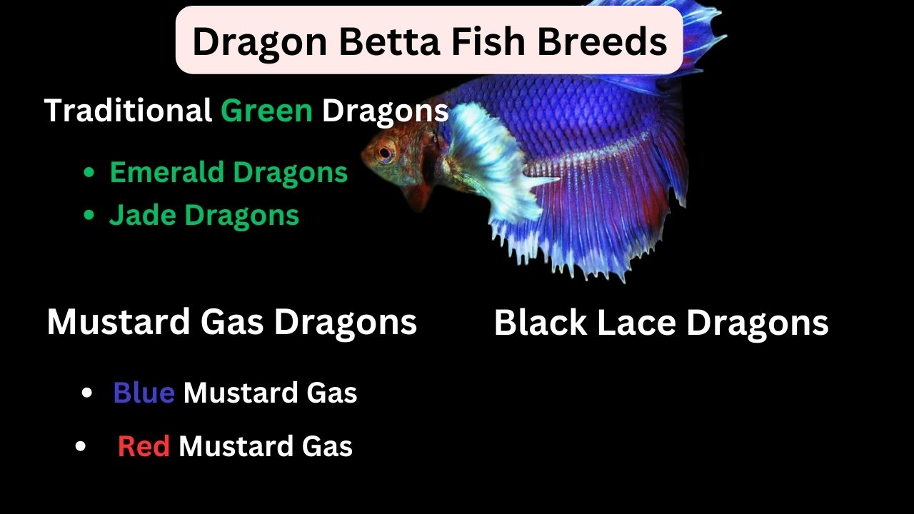 Dragon Betta Fish Breeds
