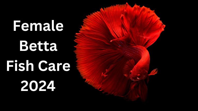 Female Betta Fish Care 2024