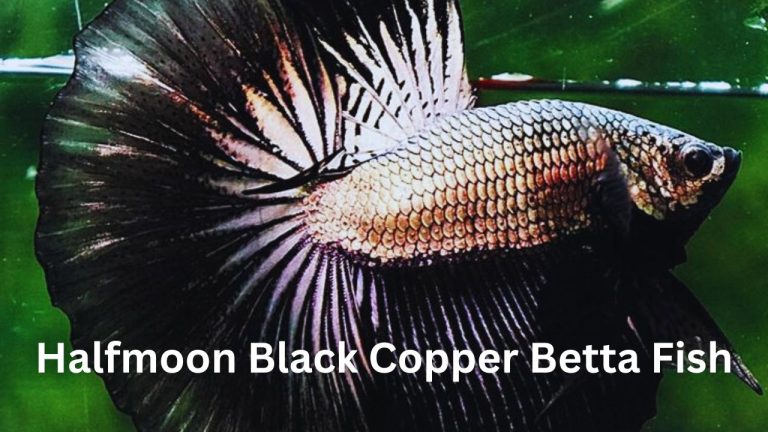 Halfmoon Black Copper Betta Fish