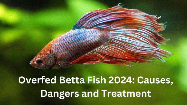 Overfed Betta Fish