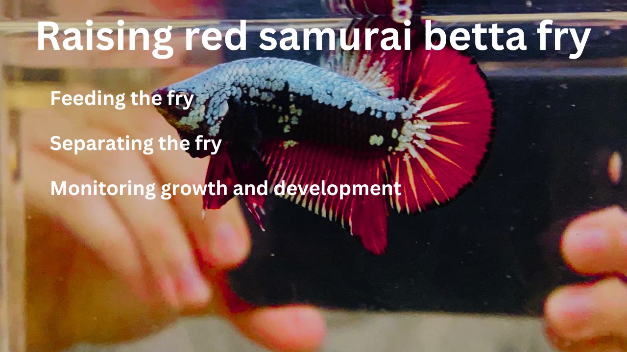 Red samurai betta