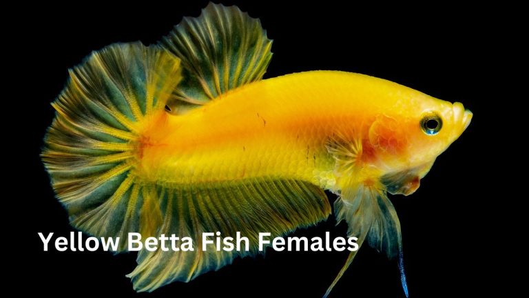 Yellow Betta Fish Females