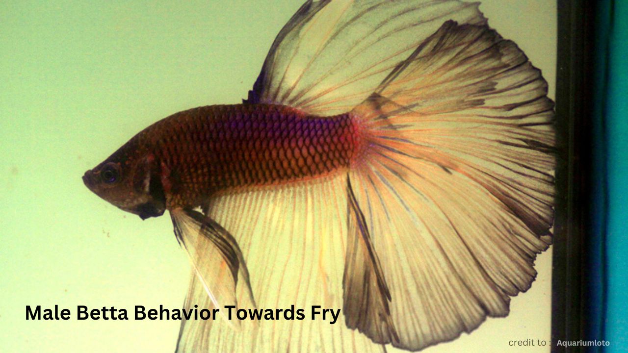 male and female halfmoon betta fish